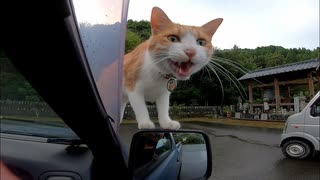 猫寺に行ったら“猫の方から”来た件ｗｗｗ