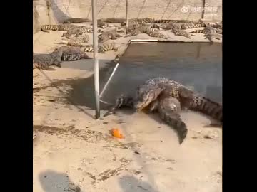 ホモと見る仲間に食事を阻止されるワニ