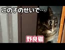 こどもの日パーティー中止になりました…【野良猫】