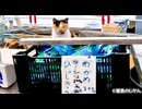 店番する猫？