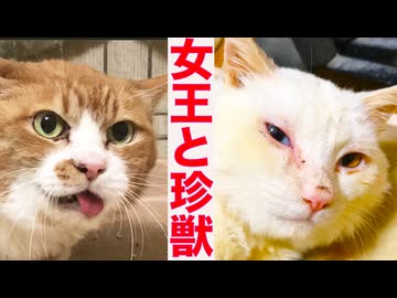 心を閉ざした女王猫、猫型珍獣と出会う