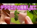 デラウエアの種無し加工方法