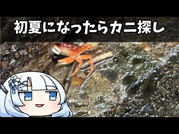 初夏になったらカニ探し