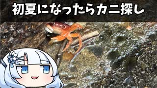 初夏になったらカニ探し