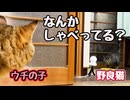 なに話してたの？【野良猫】