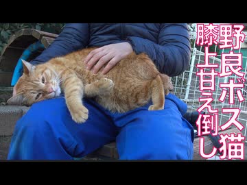 街の名物ボス猫、単独部屋で甘え倒す