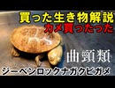 【ゆっくり生き物解説】カメ買ったったｗジーベンロックナガクビガメ　