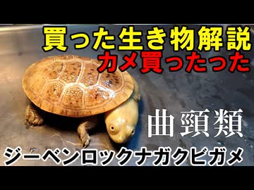 【ゆっくり生き物解説】カメ買ったったｗジーベンロックナガクビガメ　