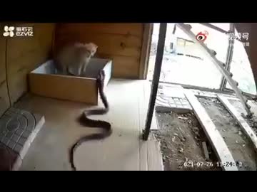 ホモと見る猫vsコブラ