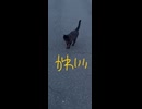ネコ　ねこ　ぬこ　もふもふ動画　もふちり　ちり