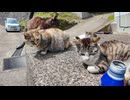【猫に囲まれる離島生活】缶コーヒー飲んだら猫カフェが始まった件