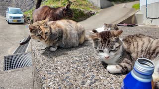 【猫に囲まれる離島生活】缶コーヒー飲んだら猫カフェが始まった件