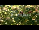 Raindrops falling in super slow motion
