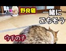 仲良く…とはいかないようです【野良猫】