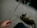 とら子13 猫じゃらし