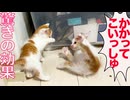 子猫レスリング、驚きの教育効果