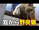 なんで そこから…【野良猫】