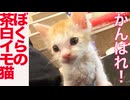 がんばれ！出遅れミニミニ子猫