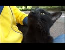 黒猫「さあ、モフれ」→俺「はい（即答）」