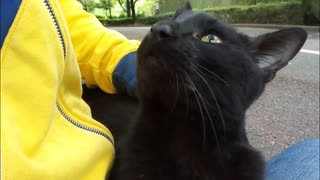 黒猫「さあ、モフれ」→俺「はい（即答）」
