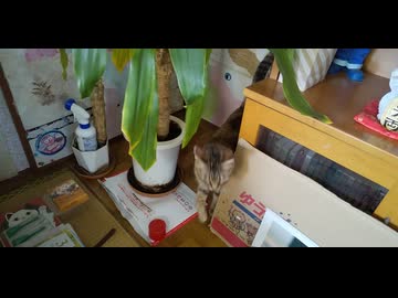 猫のノンタンお部屋に来た