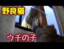 【野良猫】撃退！？