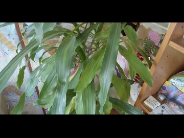 立派に育った観葉植物