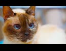 縁に生きたさすらいの猫、旅路の果てに眠りにつく