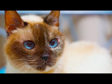 縁に生きたさすらいの猫、旅路の果てに眠りにつく