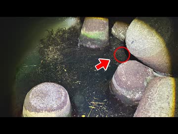 テトラポッドの隙間から大量の高級食材が獲れた