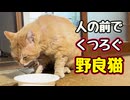 慣れてきたのは うれしいですが…【野良猫】