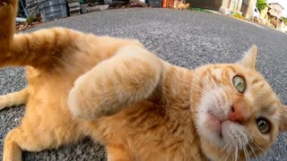 【猫は正義】漁港で出会った茶トラさん、撫でたら転がって草