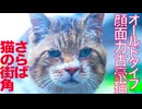 圧倒的顔面力の古豪猫、その去り行く街角
