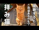 視聴するとご利益がありそうな猫