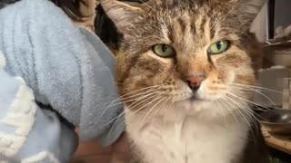 たぬき　かわええなあ