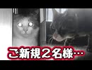 もう新キャラいらんぞ…【野良猫】