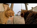 【モフモフ修羅場】撫でられてるのに修羅場！？猫の世界は今日も平和じゃない【大乱闘】