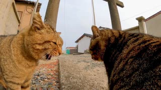 【モフモフ修羅場】撫でられてるのに修羅場！？猫の世界は今日も平和じゃない【大乱闘】
