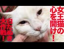 閉ざされた女王猫の心を開け！白たぬき大作戦