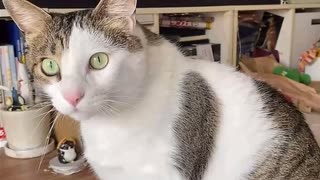 力強いマウントﾆｷ