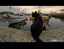 船出しようとする黒猫を止めるキジトラ猫