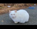 【癒し】通りすがりの白猫さん、撫でたらまさかの行動に…！？【尊い】