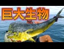 【解説】巨大生物シイラが怖すぎる!!