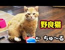ちゅ〜る近づけましたが…【野良猫】