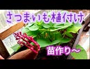 さつまいもの植付け〜苗作りから