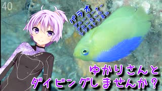 【パラオ】ゆかりさんとダイビングしませんか？