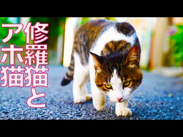 修羅とアホ、女王猫の跡を護る