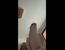 ホモと見る目覚まし時計の真似をして起こしてくるインコ