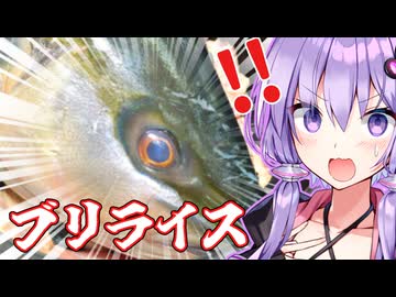 【番外編】ブリライスを解説します。ゆかりとあかり