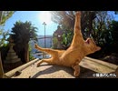 茶トラにちょっかいを出しながら戯れる